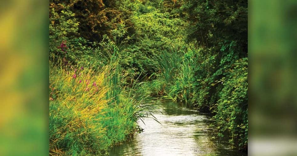 River-Roding-1