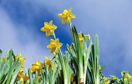 daffodils-2093307_1920