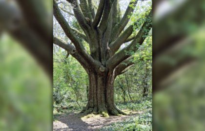 reptonoak