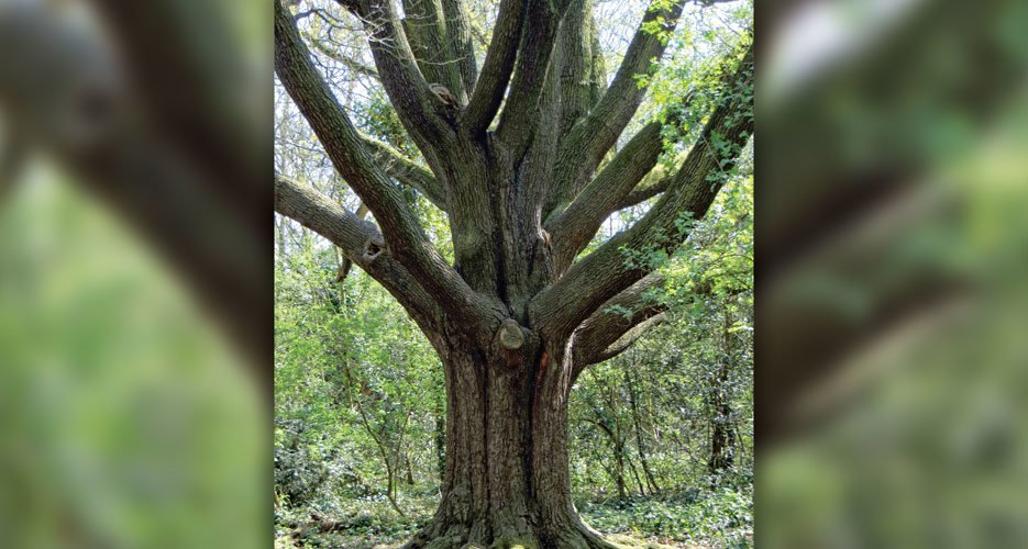 reptonoak