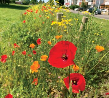 Dartnall's-Field-wilflower-verge-June-2020-3