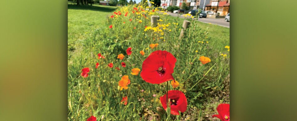 Dartnall's-Field-wilflower-verge-June-2020-3