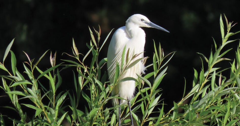 Little-Egret-by-Mark-Holden