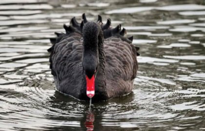 swan-1