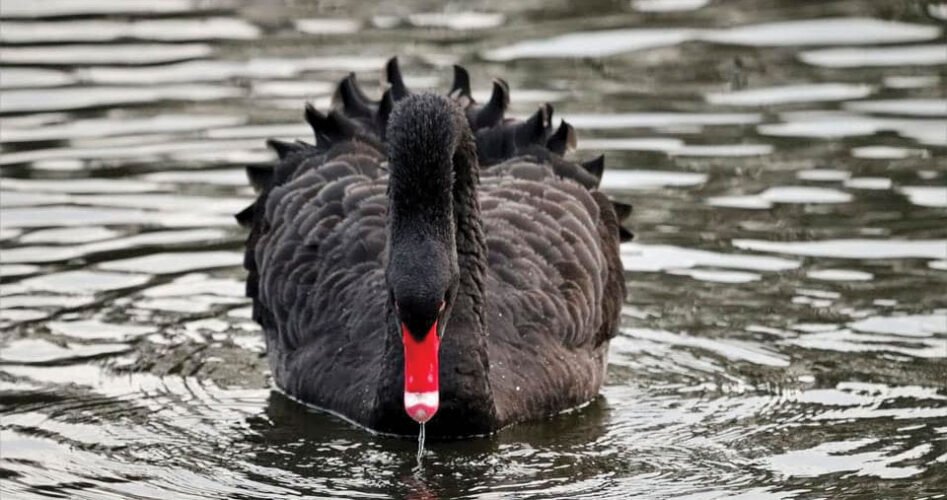 swan-1