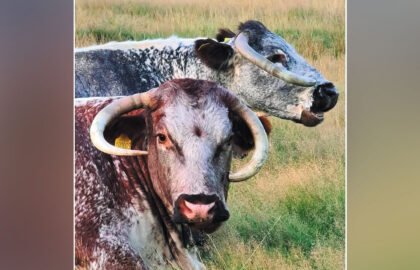 cowssss