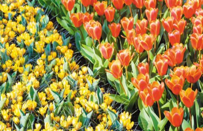 tulips
