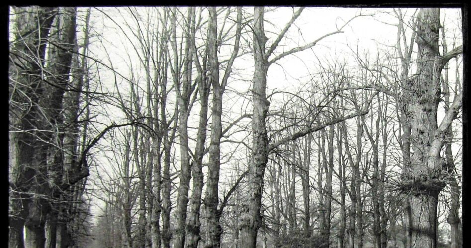 Glass-Magic-Lantern-Slide-THE-AVENUE-BUSH-WOOD-LEYTONSTONE-C1910