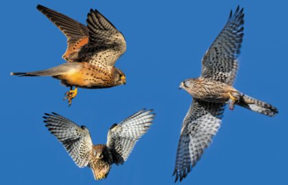 kestrel1