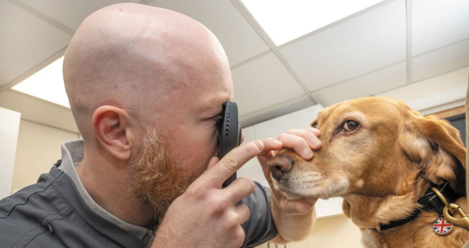 Rusty-has-a-condition-affecting-the-skin-around-his-eye