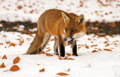 Fox-4