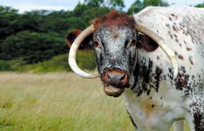 Longhorn-Cow(1)