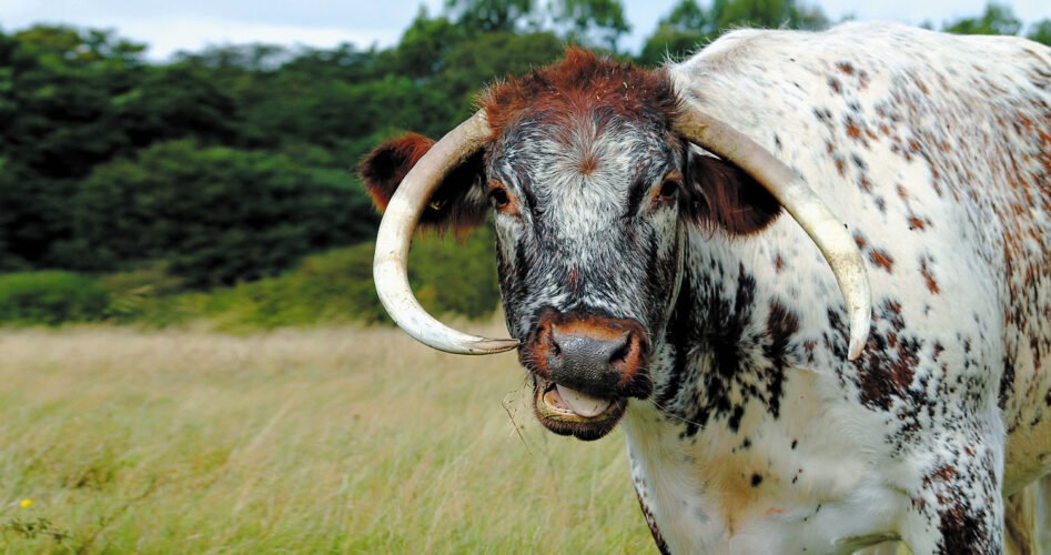 Longhorn-Cow(1)