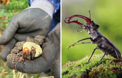 SWVG-JAN-FEB-2026-beetle