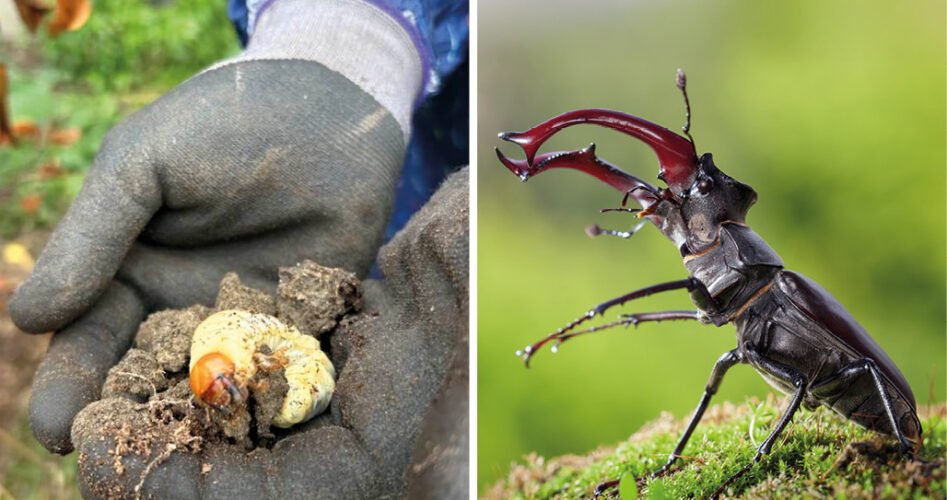 SWVG-JAN-FEB-2026-beetle