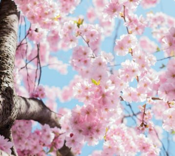 SWVG-MAR-APR-2026-blos