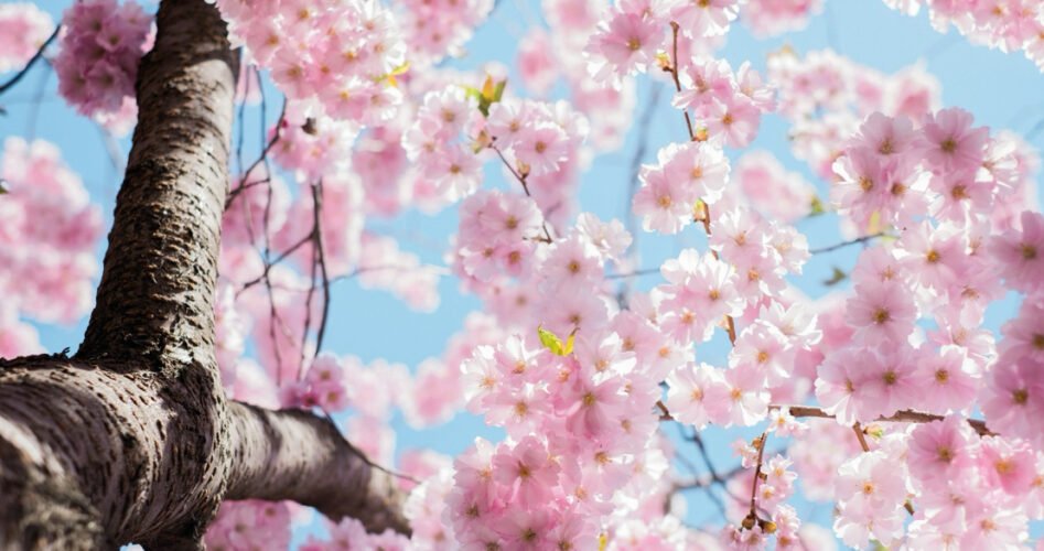 SWVG-MAR-APR-2026-blos