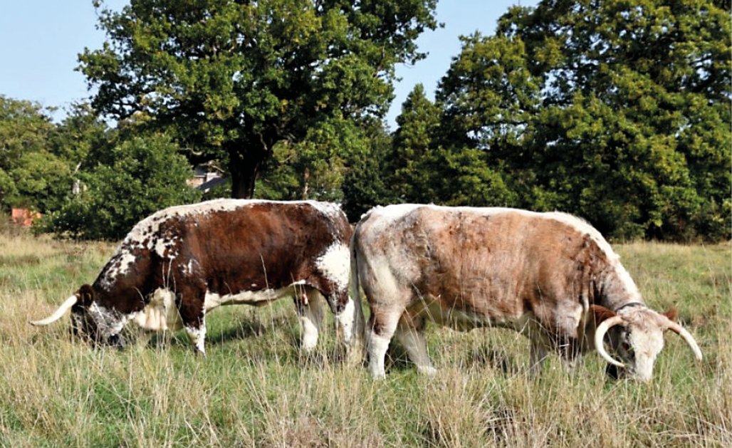 SWVG-MAR-APR-2026-cow